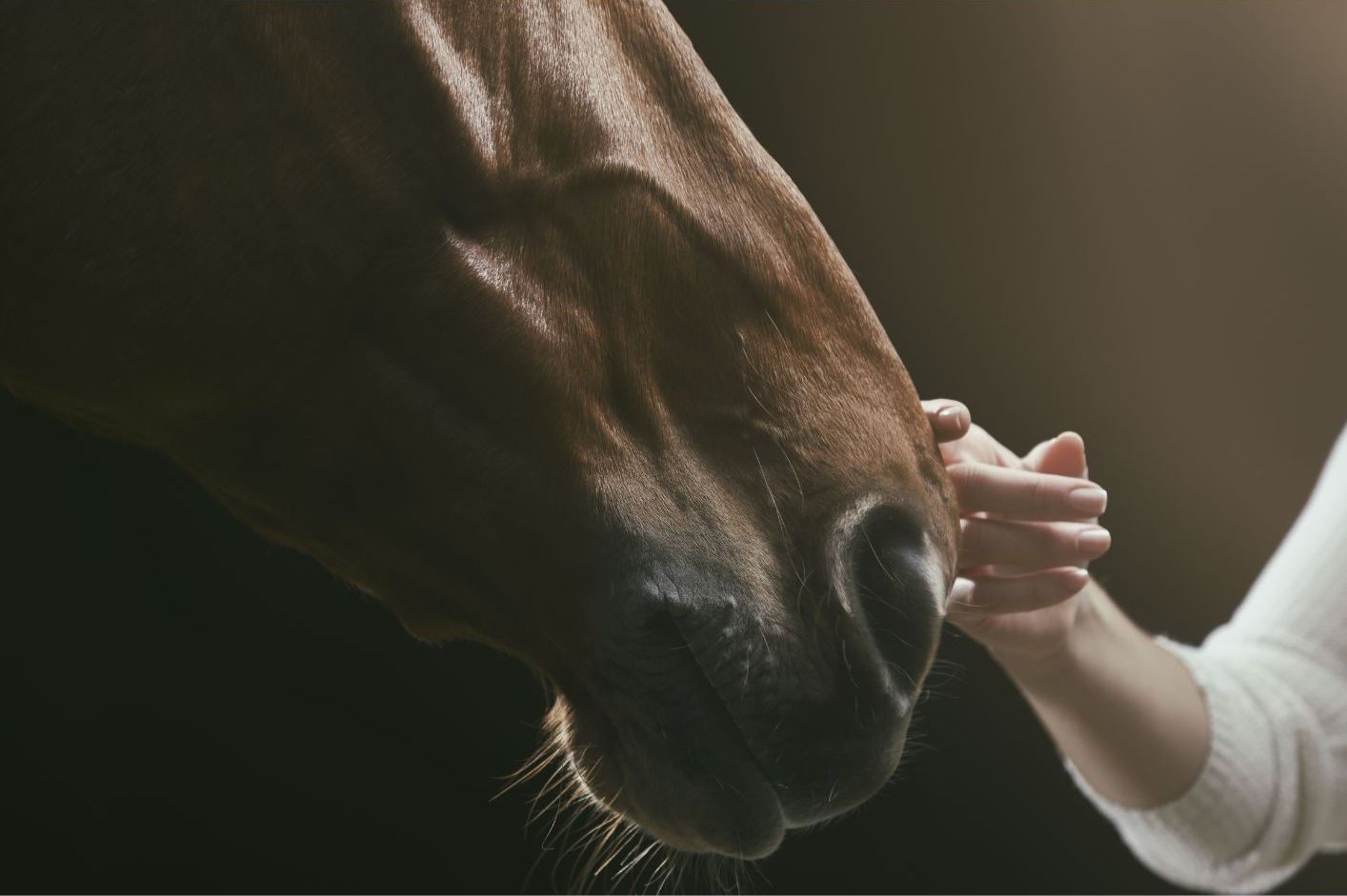 Image de la tête d'un cheval et d'une main qui le caresse